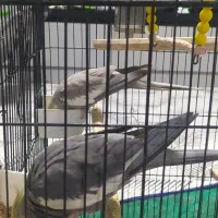 عروس هلندی مولد