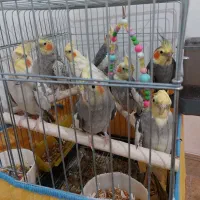 مولد کار کرده