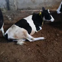 گوساله ماده 3ساله