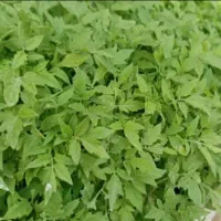 نشاگوجه کردی