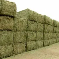 یونجه ساقه ریز چین سوم