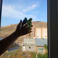 مرغ عشق جفت نر و ماده