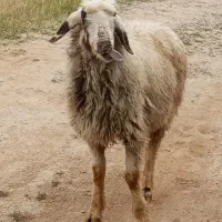 میش بردار در جم