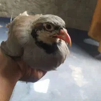 بلدرچین