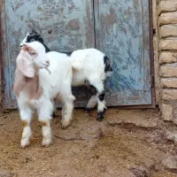 بزغاله نروماده|حیوانات مزرعه|بیرانوند, |دیوار