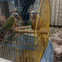 طوطی گرینجی