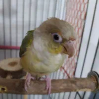 تراکویست پاین اپل رام و دستی و سخنگو