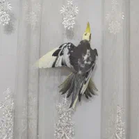 چهار تا عروس هلندی سه ماهه نر