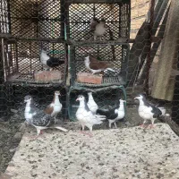 سیاه