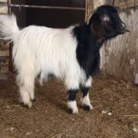 بزغاله ماده چاق|حیوانات مزرعه|اسفرورین, |دیوار