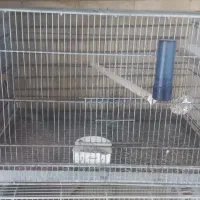 قفس غلامی عروس هلندی. گرینچیک