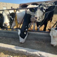 گاو شیری درجه یک|حیوانات مزرعه|نیشابور, شریعتی|دیوار