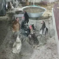 مرغ محلی تخم گذار