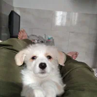 اشپیتز سگ|سگ|فردوس (خراسان), |دیوار