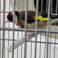 سهره قرص بخون