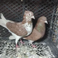 چند عدد کفتر خوب