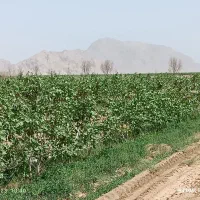 140هکتار باغ پسته با 2حلقه چاه آب مدرن و به روز