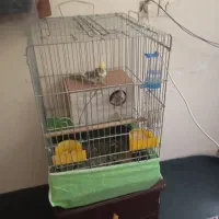 یک جفت عروس هلندی|پرنده|شریفآباد, |دیوار