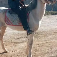 اسب نریون|اسب و تجهیزات اسب‌سواری|نرماشیر, |دیوار