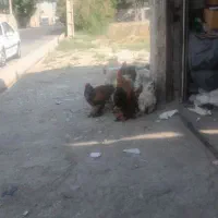 خروس برهما