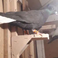 دم سفید معاوضه