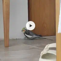 گمشده گم شده عروس سمت باهنر|حیوانات|شیراز, جانبازان|دیوار