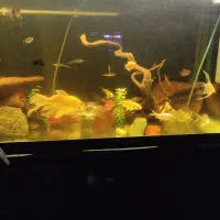 فروش ماهی کوی|ماهی|تهران, شادمان|دیوار