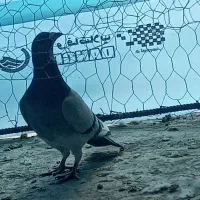 گم شده|حیوانات|سمیرم, |دیوار