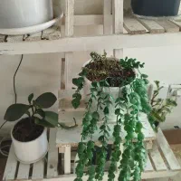 استند و پایه گل|گل و گیاه طبیعی|بجنورد, |دیوار