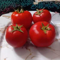 ۴۳۰۰ عدد نشا کاسیو