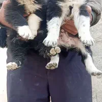 واگذاری توله قدرجونی دوماه بشرت|سگ|اصفهان, طاحونه|دیوار