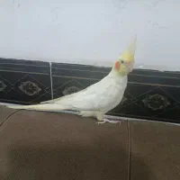 عروس هلندی نر دستی|پرنده|خرمشهر, |دیوار