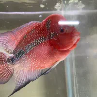 ماهی فلاور|ماهی|پاکدشت, پاکدشت (مامازند)|دیوار