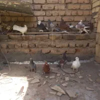 کفتر|پرنده|قم, شهر قائم|دیوار