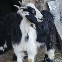 بیگ و بز|حیوانات مزرعه|مسجد سلیمان, |دیوار