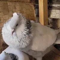 سینه آبی ((نر ))