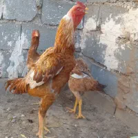جوجه‌لاری|حیوانات مزرعه|تربت جام, جامرود|دیوار