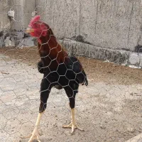 تخم مرغ نطفه دار