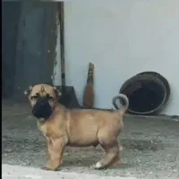 توله سرابی اصیل