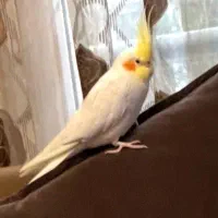 عروس هلندی سخنگو|پرنده|کیش, |دیوار