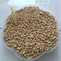 حبوبات عدس و نخودنخود فلافلی