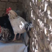 خروس س گلین درجه یک جوان دونه ۶۰۰