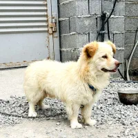 اشپیتز نر ۲ساله