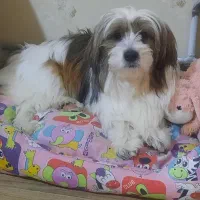 واگذاری سگ شیتزو