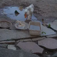اردک ۴ ماهه