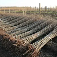 فروش نهال صنوبر در تعداد بالا با قیمت تولیدی