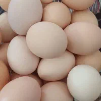 تخم مرغ محلی و تازه