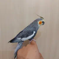 عروس هلندی|پرنده|شیراز, جمهوری|دیوار