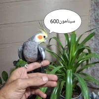 عروس هلندی و گرینچیک|پرنده|اندیشه, اندیشه فاز ۱|دیوار