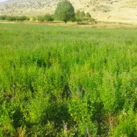 یونجه درجه یک